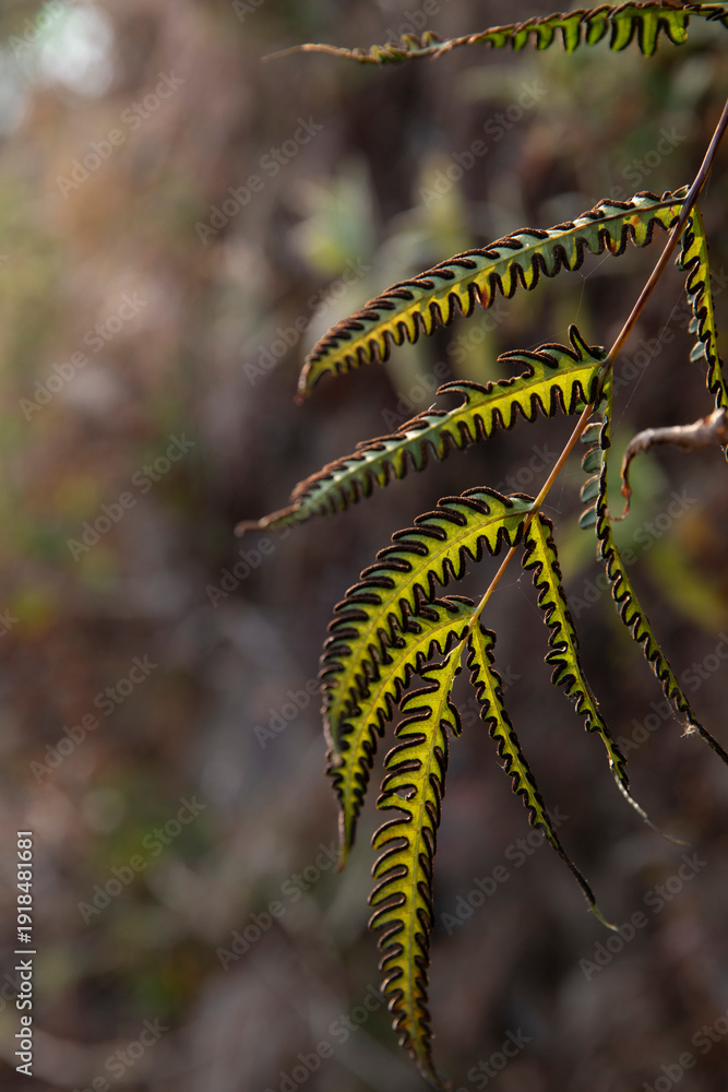 Fototapeta premium pteris biaurita -- thinleaf brake fern