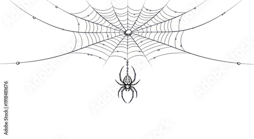 Spider hanging on web with dew drops, isolated on white background