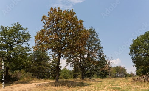 Forest landscapes of the Balkan mountains in Bulgaria.