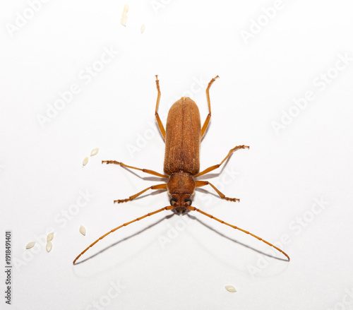 Stromatium fulvum is a species of beetle in the family Cerambycidae. ( Stromatium unicolor, Stromatium auratum). The female. Bulgaria.