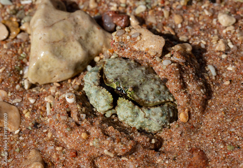 Calappa hepatica, the reef box crab. Red Sea.