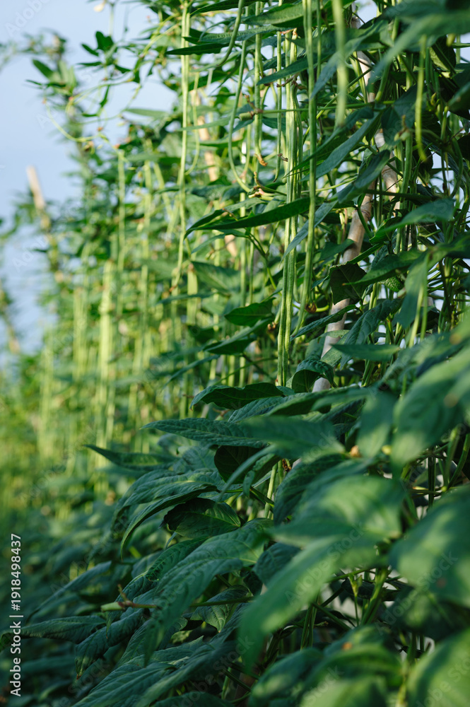 Naklejka premium Cowpea plants in growth at vegetable field