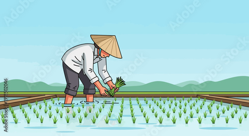 Farmer working in rice paddy field planting young rice shoots