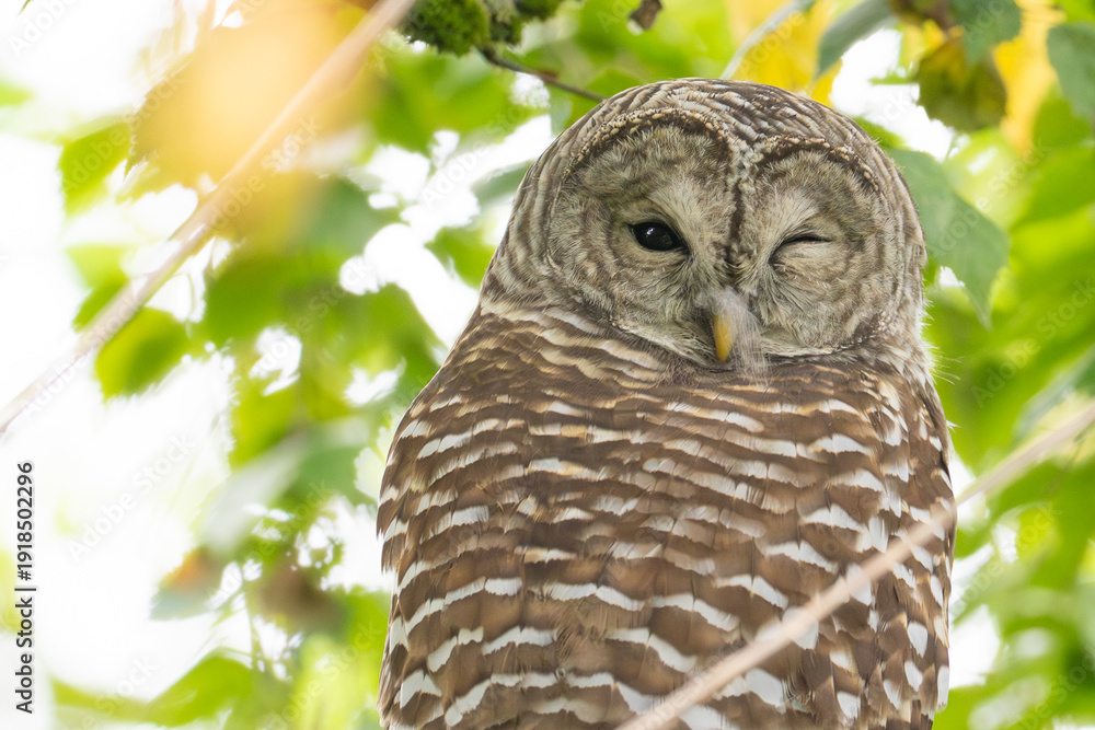 Fototapeta premium Barred Owl Winks at Photographer