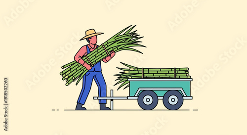 Farmer carrying harvested sugarcane to a trailer for transport