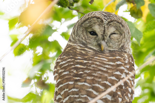 Barred Owl Winks at Photographer