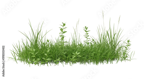 grass isolated on white background Green grass and natural foliage in meadow field, isolated PNG for design use.