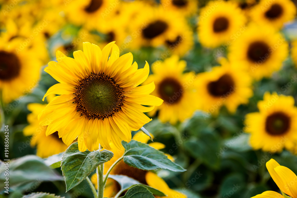 Obraz premium GIRASOLES EN EL CAMPO