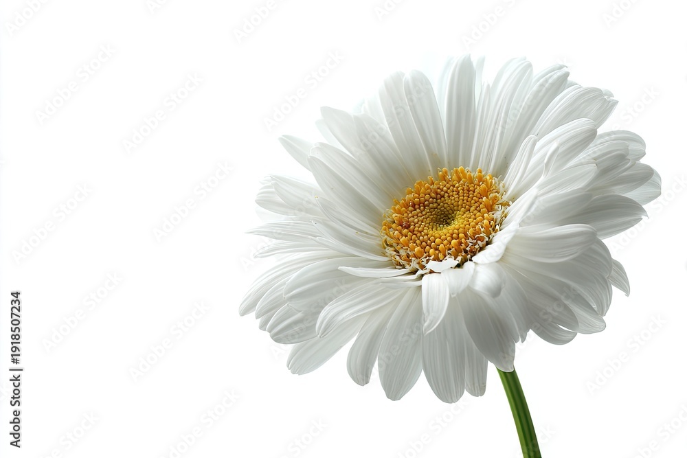 Naklejka premium Close-up of a vibrant white daisy with yellow center on white background