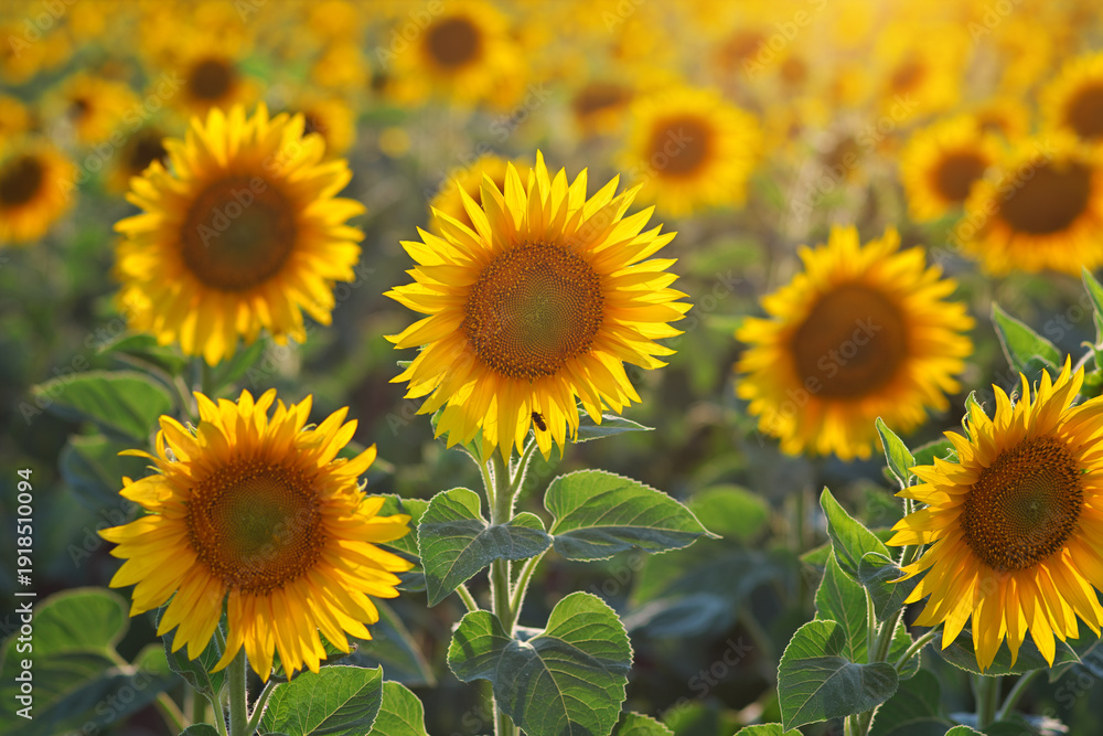 Fototapeta premium GIRASOLES EN EL CAMPO