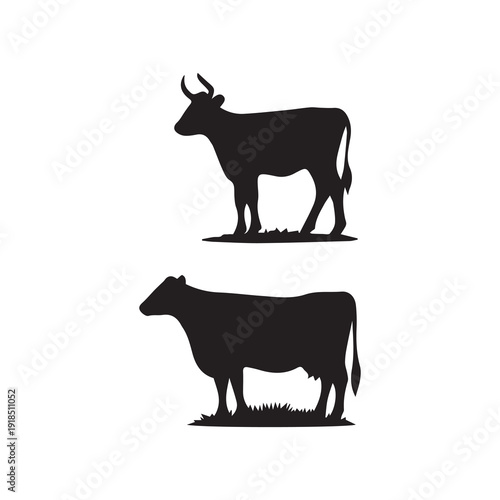 Silhouette cow standing in grass bull horned animal farm livestock cattle rural herd grazing grazing animal