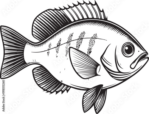 Bluegill Fish Hand-drawn Sketch Drawing Vector Illustration, Line Linear Symbol Black and White Engraving, Isolated