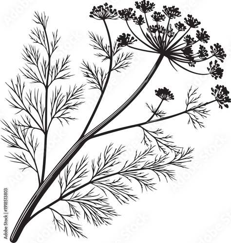 Dill Culinary Herb Hand-drawn Sketch Drawing Vector Illustration, Line Linear Symbol Black and White Engraving, Isolated