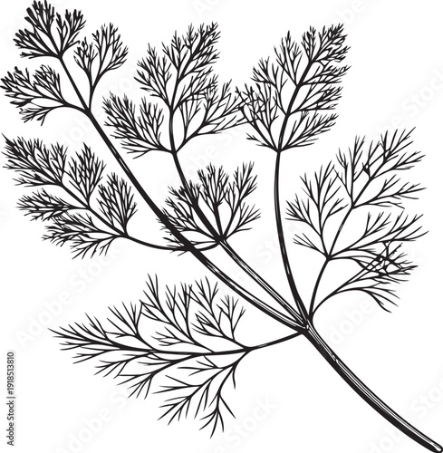 Dill Herb Hand-drawn Sketch Drawing Vector Illustration, Line Linear Symbol Black and White Engraving, Isolated