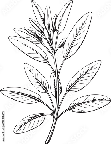 Sage Herb Hand-drawn Sketch Drawing Vector Illustration, Line Linear Symbol Black and White Engraving, Isolated