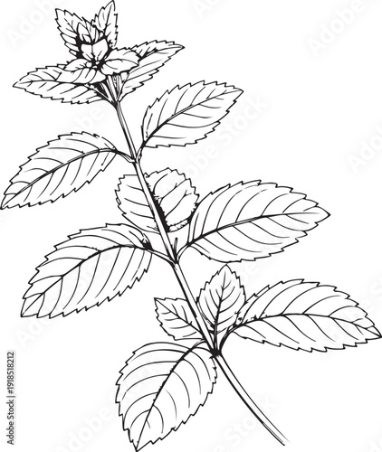 Spearmint Herb Hand-drawn Sketch Drawing Vector Illustration, Line Linear Symbol Black and White Engraving, Isolated