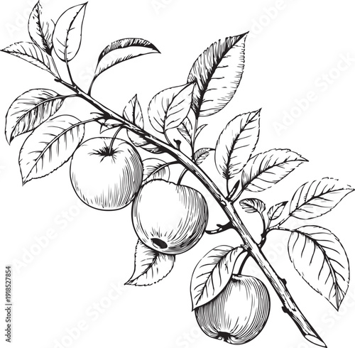 Apple tree branch with Apples hanging Hand-drawn Sketch Drawing Vector Illustration, Line Linear Symbol Black and White Engraving, Isolated