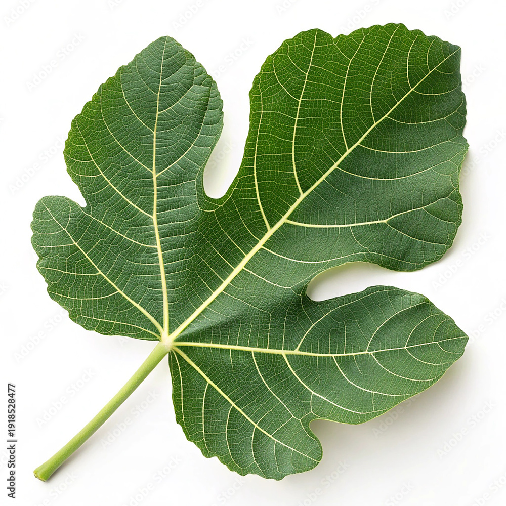 Fototapeta premium A detailed macro close-up of a green fig leaf isolated on white shows the intricate vein texture and botanical growth of this summer tree foliage