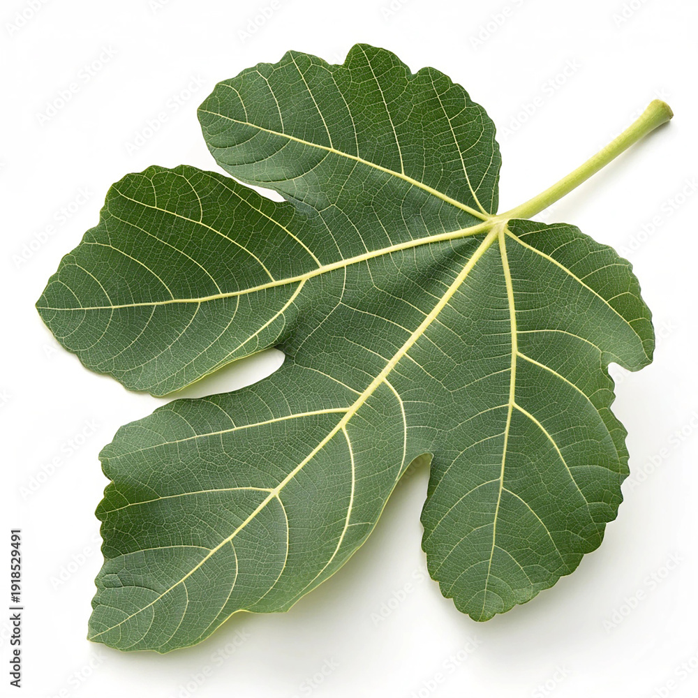 Fototapeta premium Fig leaf isolated on a white background with detailed green veins and natural plant texture