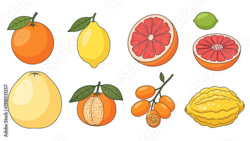 Diverse Vector Illustration Set of Fresh Citrus Fruits Including Orange Lemon Grapefruit Lime Pomelo Mandarin Kumquat and Citron Isolated on White Background.