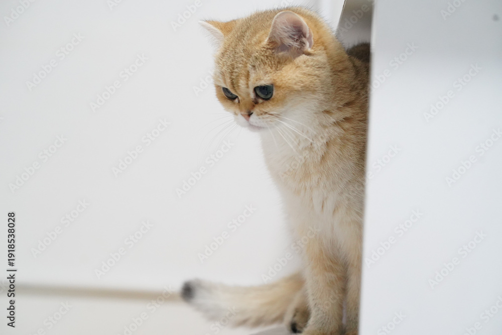 Obraz premium Golden cat short hair blue eyes sitting white background curious indoor pet adorable soft fur relaxed domestic feline young small cute whisker alert fluffy calm gentle playful animal mammal