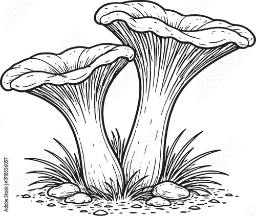 Foto Oyster Mushroom Cluster Shelf Form Line Art Black White Botanical Illustration