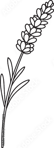 Lavender sprig line art black and white botanical illustration eps svg
