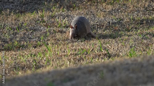 armadillo hunting for food on the grass