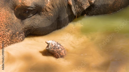 Close Up of Asian Elephant Bathing in Muddy Water in Phuket