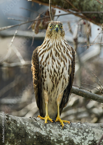 Cooper's Hawk perched on a branch
