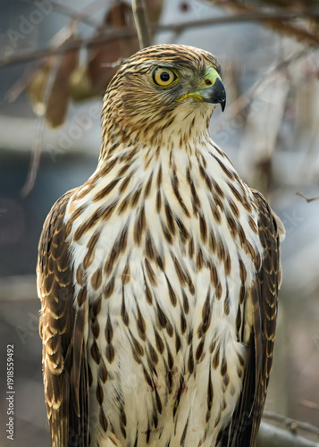 Cooper's Hawk perched on a branch