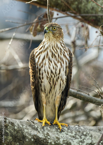 Cooper's Hawk perched on a branch