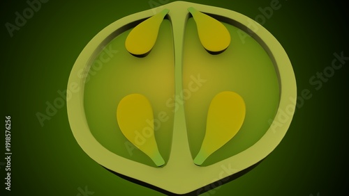 Lemon inner structure anatomy. 3d illustrations