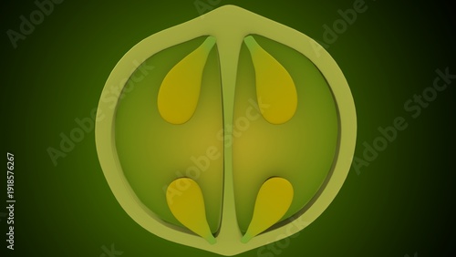 Lemon inner structure anatomy. 3d illustrations