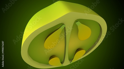 Lemon inner structure anatomy. 3d illustrations