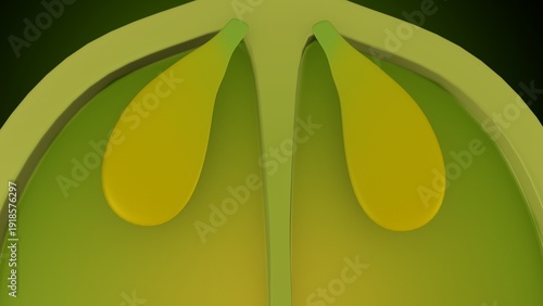 Lemon inner structure anatomy. 3d illustrations