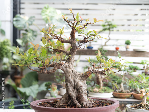 Bonsai