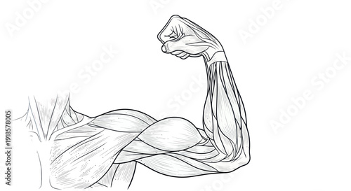 Anatomy illustration of a flexed bicep muscle, human arm