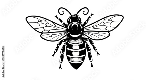Black and White Bee Illustration - Detailed Insect Graphic