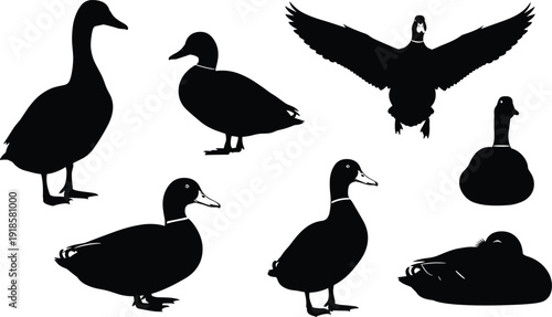 Black silhouette silhouettes of ducks in various poses walking swimming flying resting vector set isolated on white background high quality graphic design illustration element