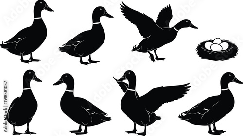 Black silhouette vector icons set of domestic mallard ducks standing, walking, flying, and a bird nest with eggs isolated on white background flat illustration