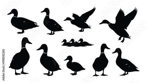 A diverse collection of ducks in various poses and activities isolated on white background, Vector
