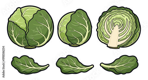 Collection of fresh green cabbage heads with whole and cross-section views