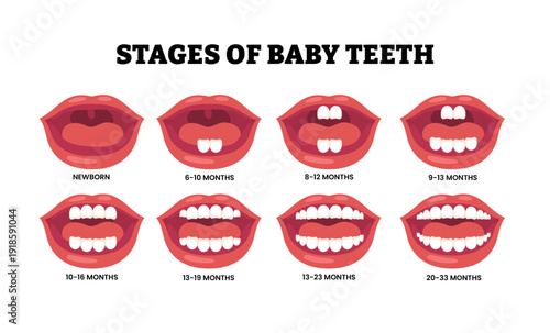 Stages of baby teeth stages development process. Growth of milk teeth in children. From newborn till 33 months. Medical science educational illustration poster design for kid.