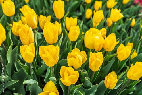 A vibrant field of bright yellow tulips in full bloom, showcasing the beauty of spring. Ideal for backgrounds and cards, adding a touch of floral elegance to any design.