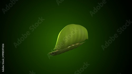 Pisum sativum plant seeds anatomy. 3d illustrations