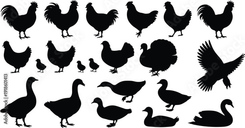 Farm bird silhouette set with chicken rooster duck goose turkey and flying bird shapes isolated on white background