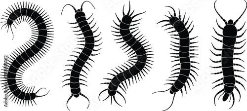 Centipede silhouette set showing crawling arthropod insect poses black creepy animal shapes isolated on white background illustration