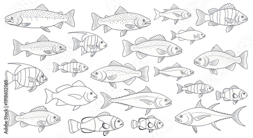 Collection of Hand-Drawn Fish Illustrations: Variety of Species and Styles