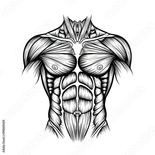 Anatomical illustration of a muscular male torso with defined abs and chest